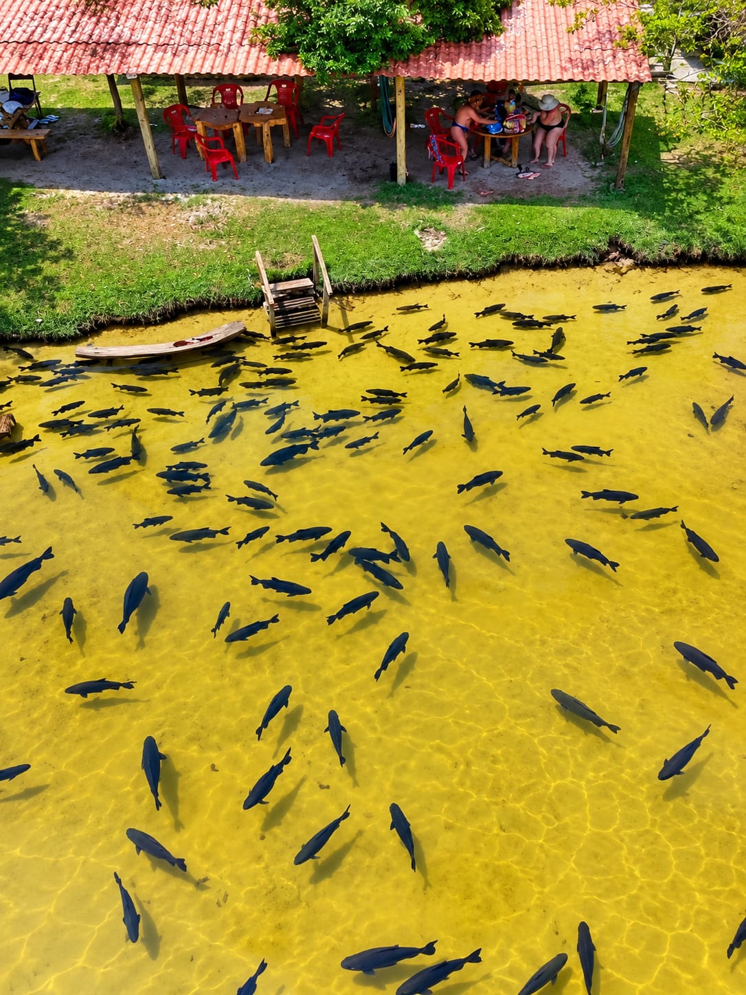 Grande cardume de tambaquis visto de cima nas águas cristalinas da Lagoa dos Tambaquis, com quiosque, deck e visitantes no Paraíso dos Tambaquis em Estância, Sergipe